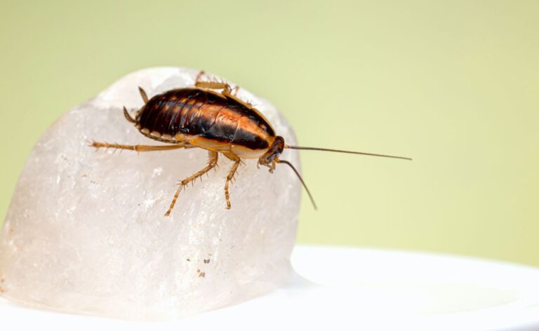 How To Get Rid Of Common Bugs In Basements   How To Get Rid Of Common Bugs In Basements 2 768x472 