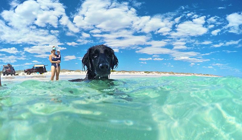 perth best dog friendly holiday spots cervantes