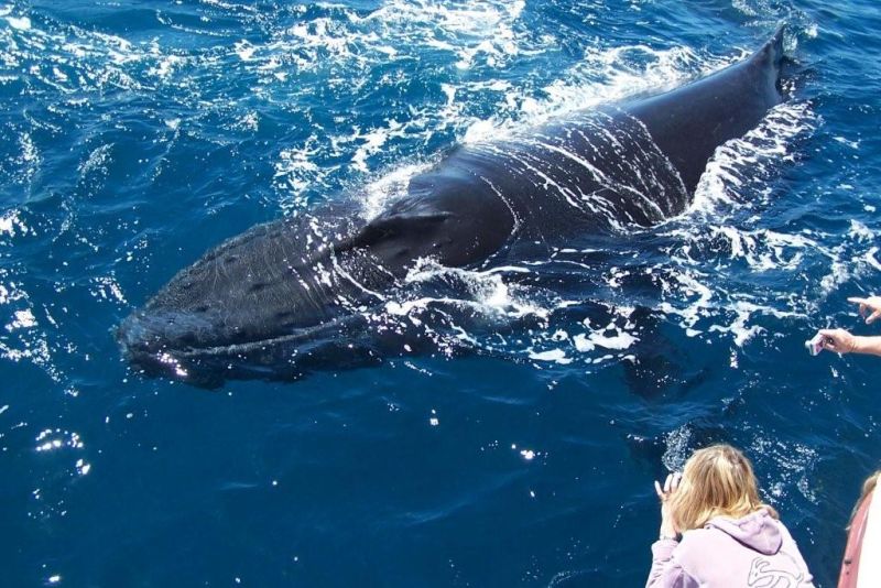 perth deep blue whale watching