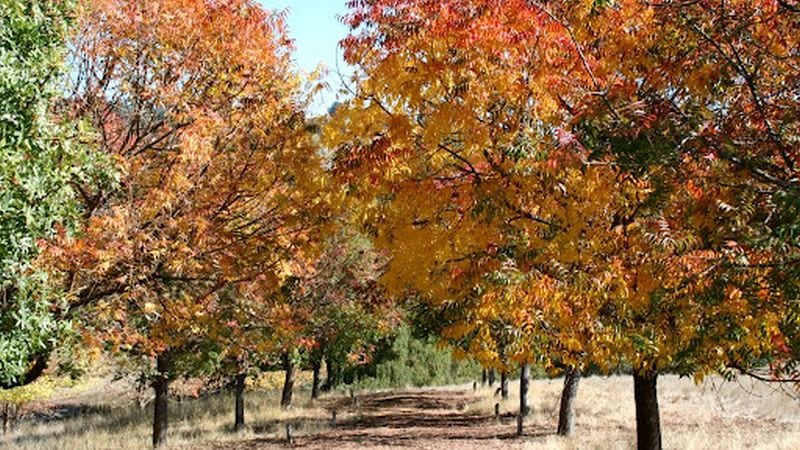 perth nannup autumn