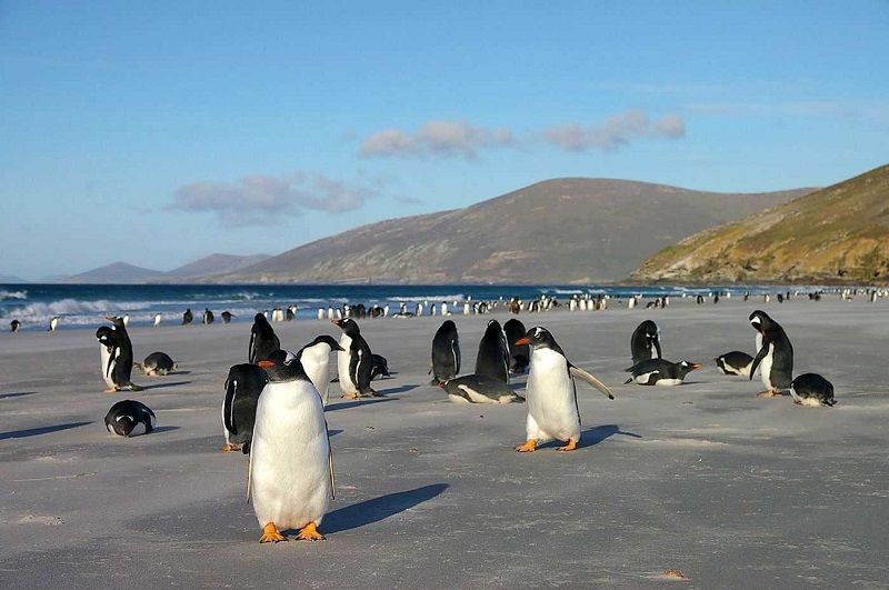 perth penguin island
