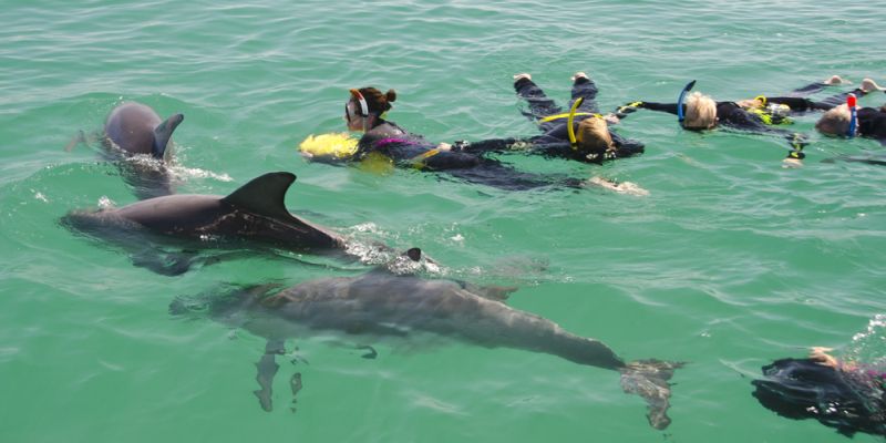 perth rockingham dolphins