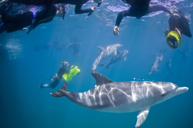 perth wildlife encounters swim with wild dolphins