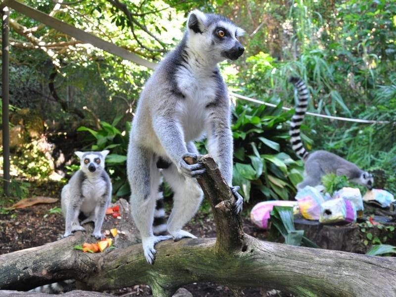 perth zoo lemurians